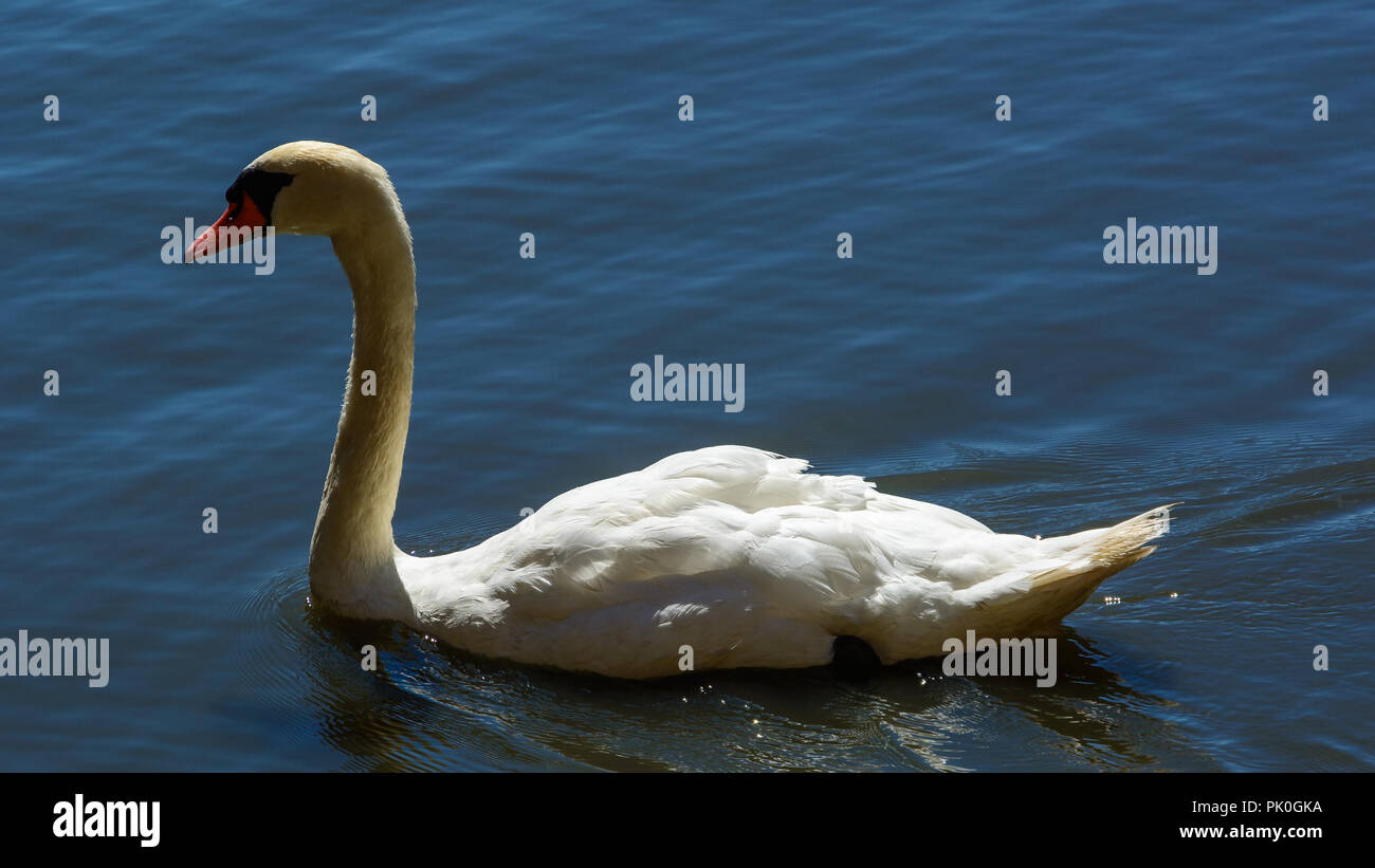 Mute Swan Swimming On A Pond With Rippling Water Stock Photo