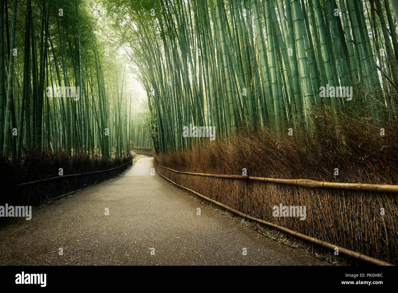 Arashiyama bamboo forest path, beautiful dreamy morning scenery in Kyoto, Japan. Stock Photo