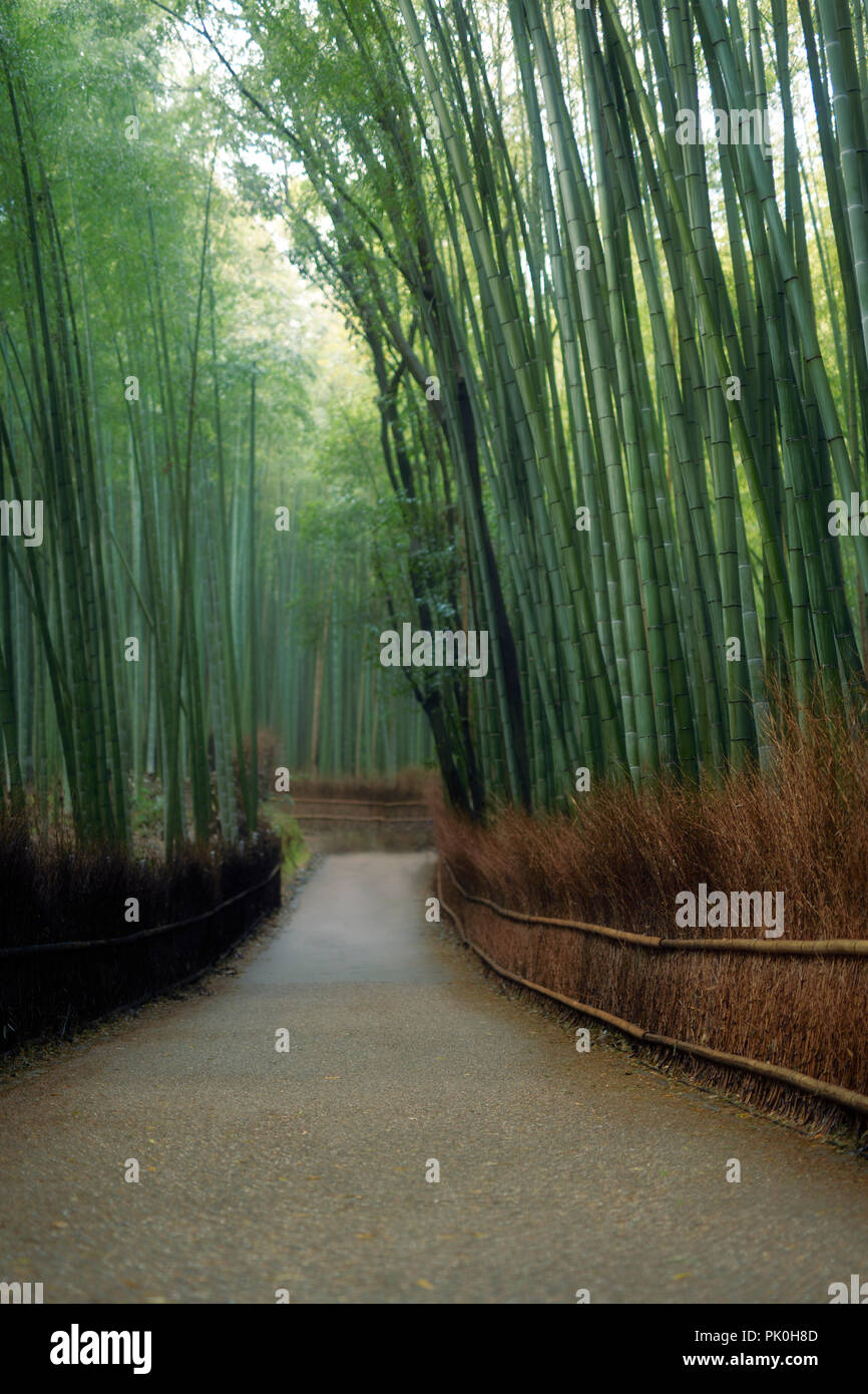 Bamboo forest artistic morning scenery in Arashiyama, Kyoto, Japan. Stock Photo