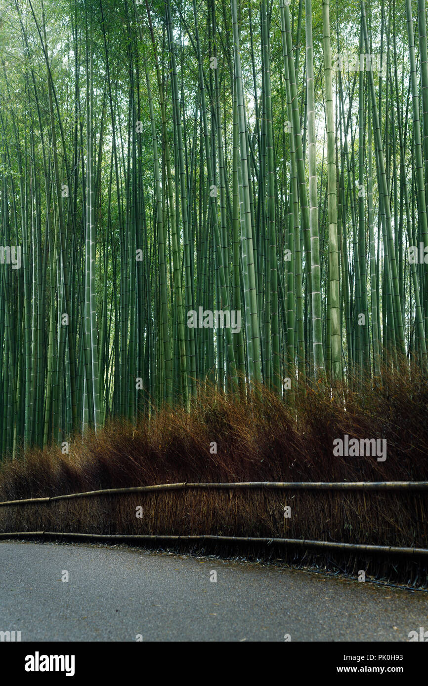 Arashiyama bamboo forest morning scenery in Kyoto, Japan. Stock Photo