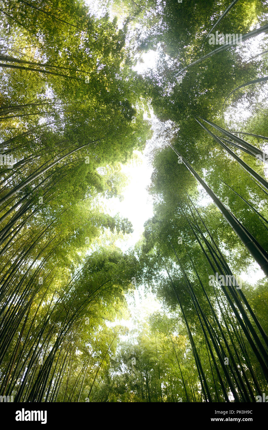 Arashiyama bamboo forest tree tops glowing in bright sunlight, artistic low angle view scenery, Kyoto, Japan. Stock Photo
