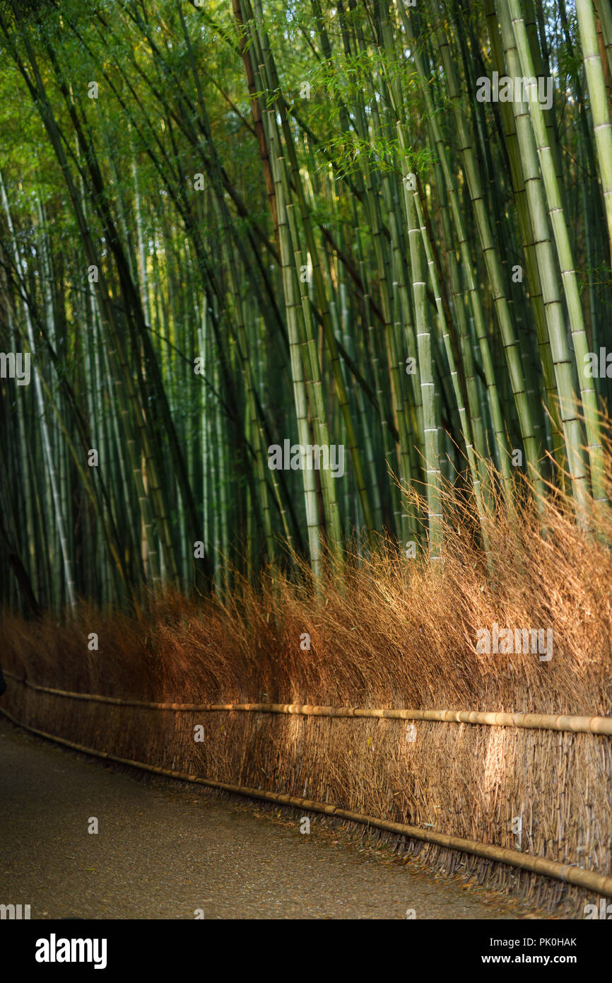 Arashiyama bamboo forest scenery in bright morning sunshine, Kyoto, Japan. Stock Photo