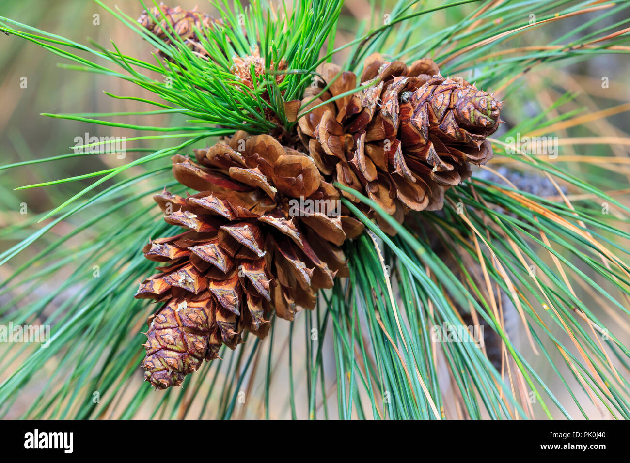 A close up of two pine cones on a tree near Cheney, Washington Stock ...