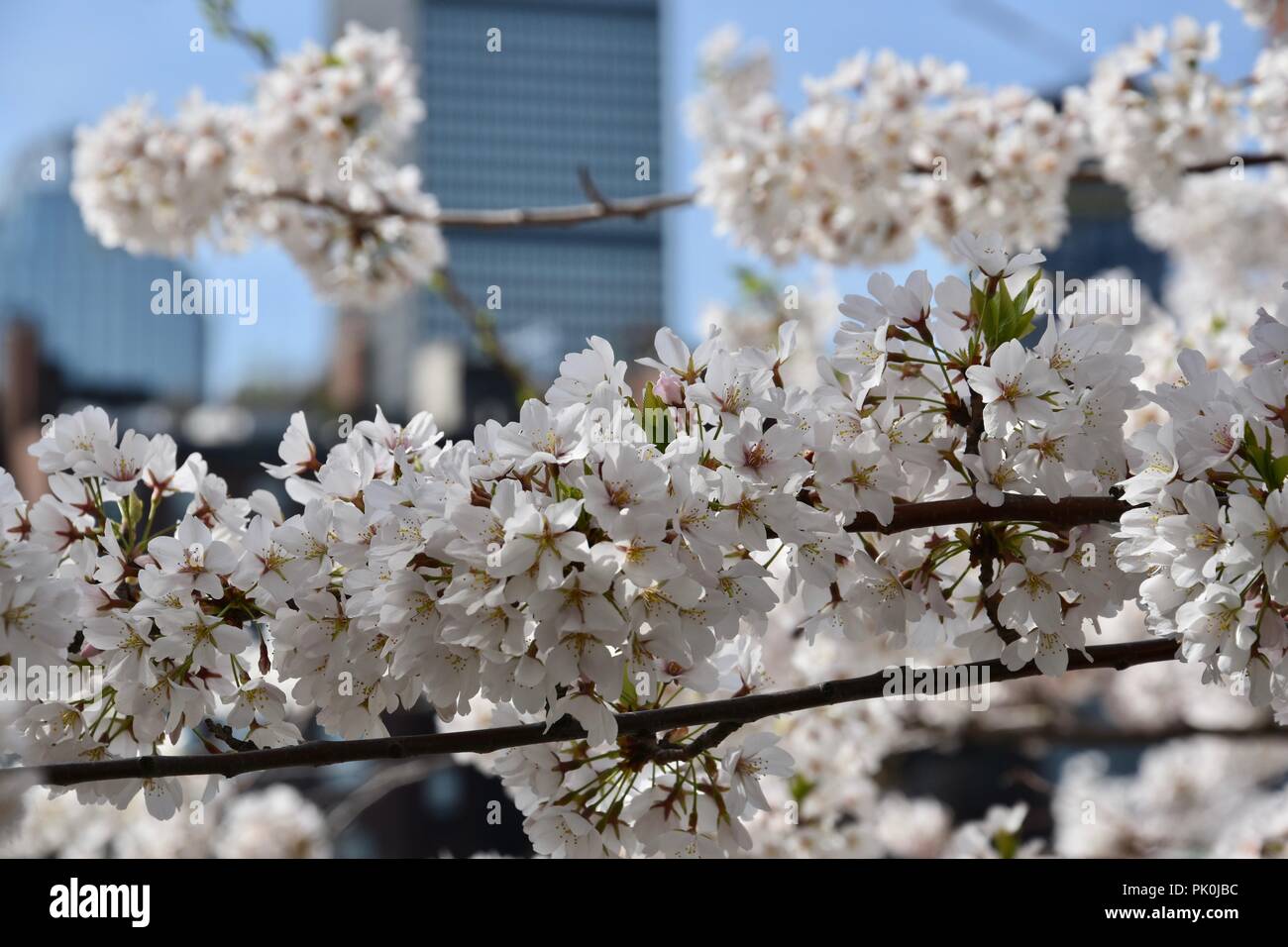 Spring Cherry Blossoms in Boston, Massachusetts, USA Stock Photo Alamy