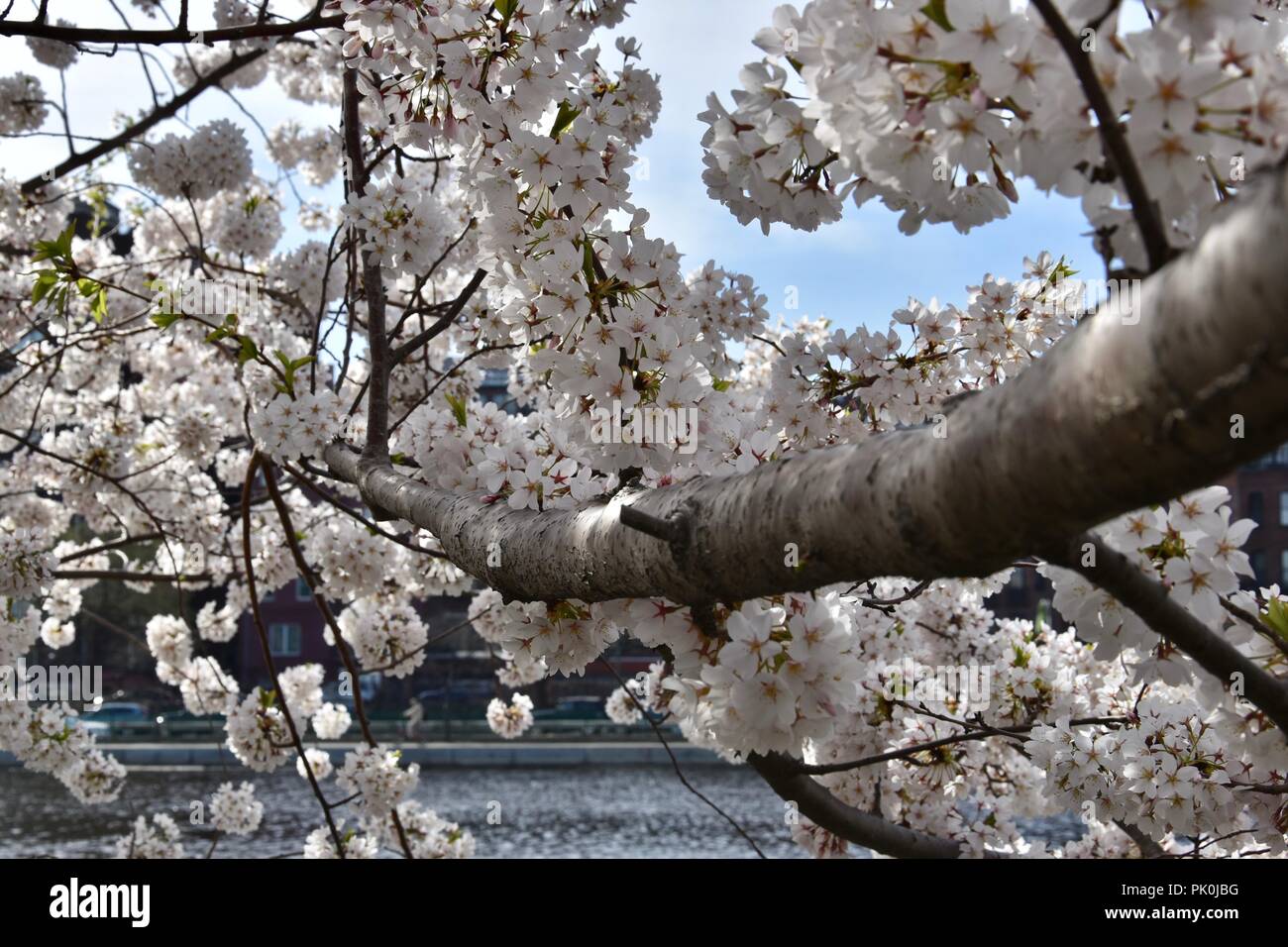 Spring Cherry Blossoms in Boston, Massachusetts, USA Stock Photo Alamy