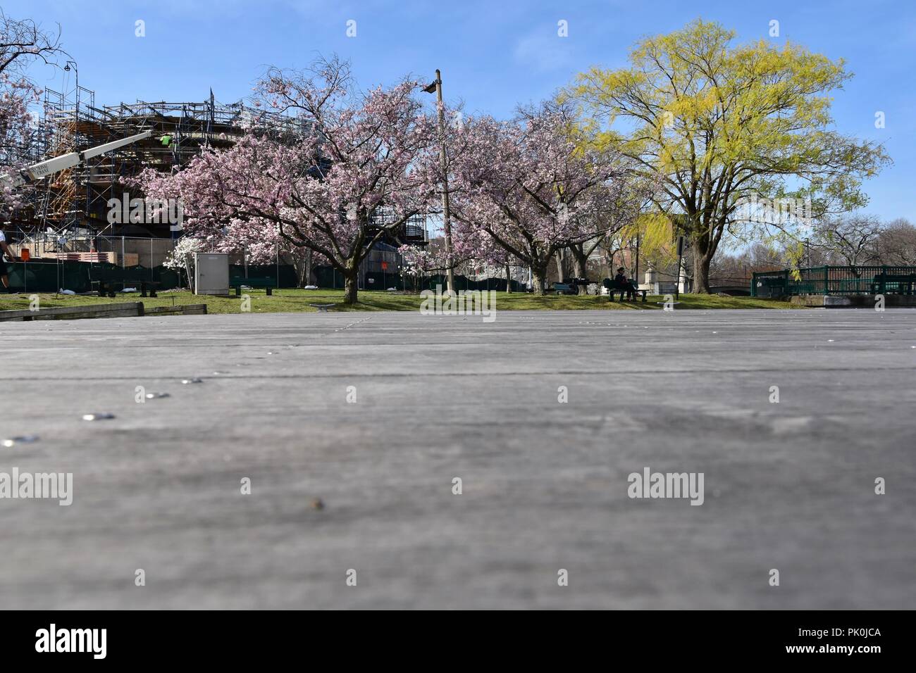 Spring Cherry Blossoms in Boston, Massachusetts, USA Stock Photo Alamy