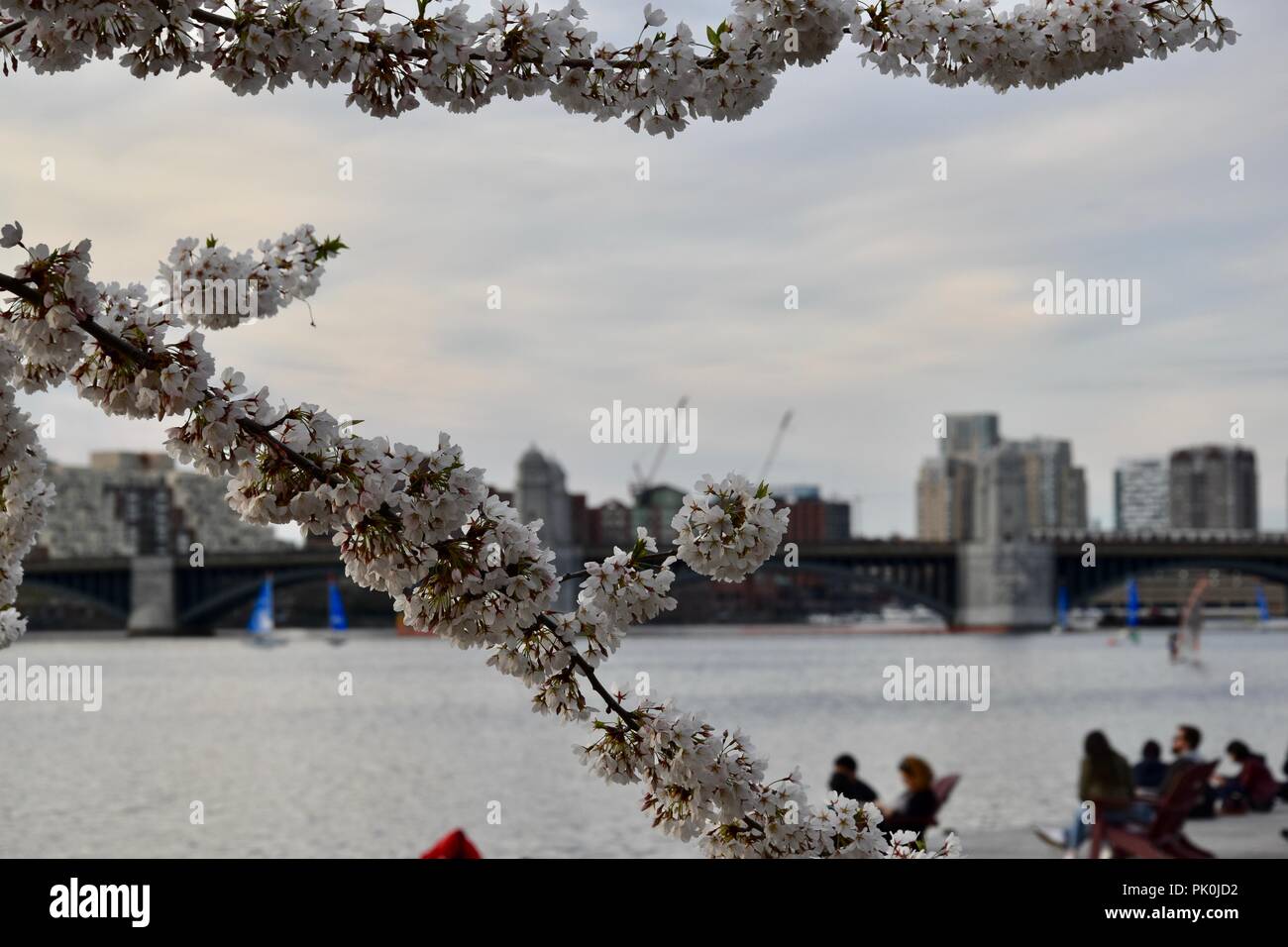 Spring Cherry Blossoms in Boston, Massachusetts, USA Stock Photo Alamy