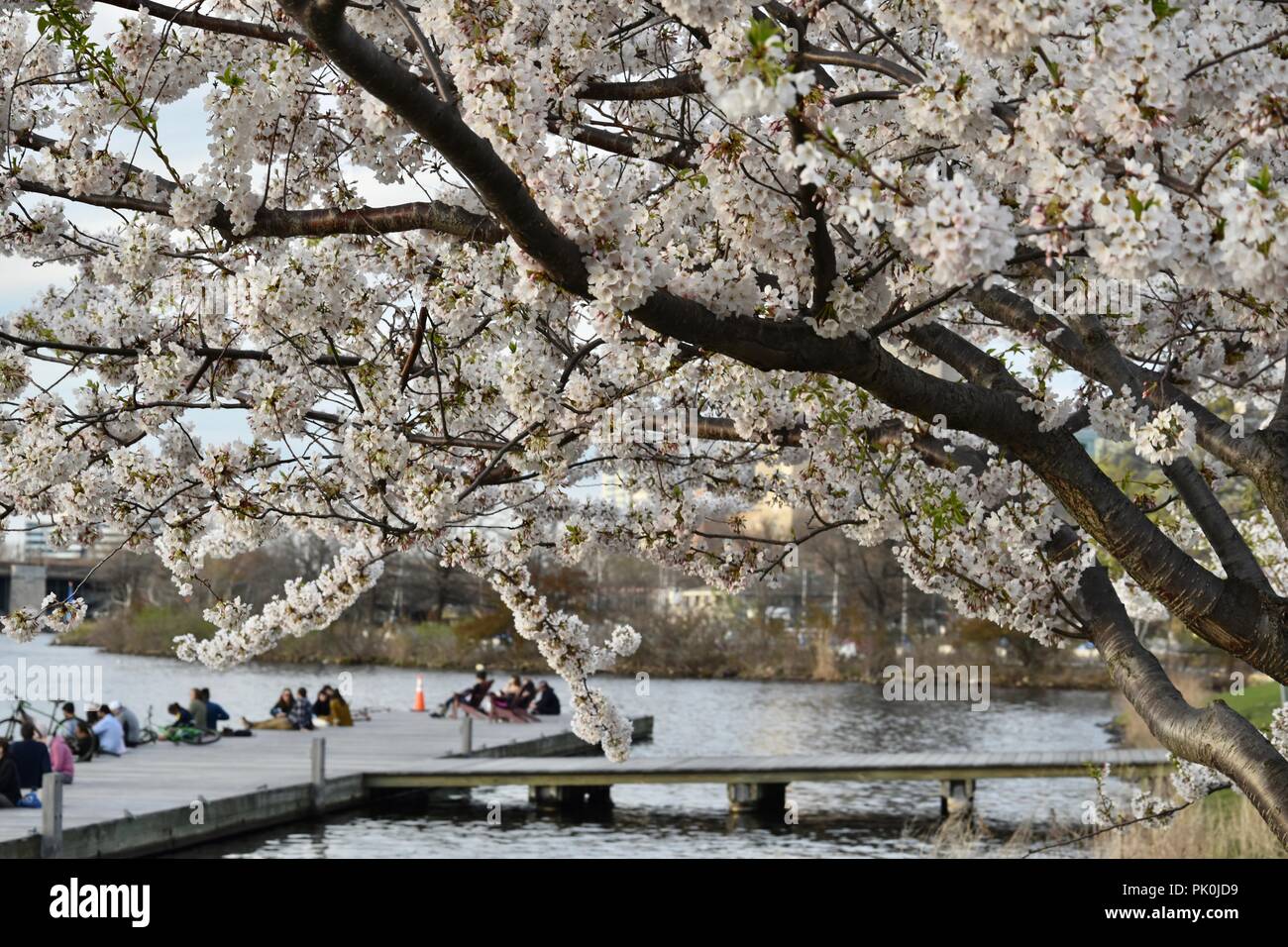 Spring Cherry Blossoms in Boston, Massachusetts, USA Stock Photo Alamy