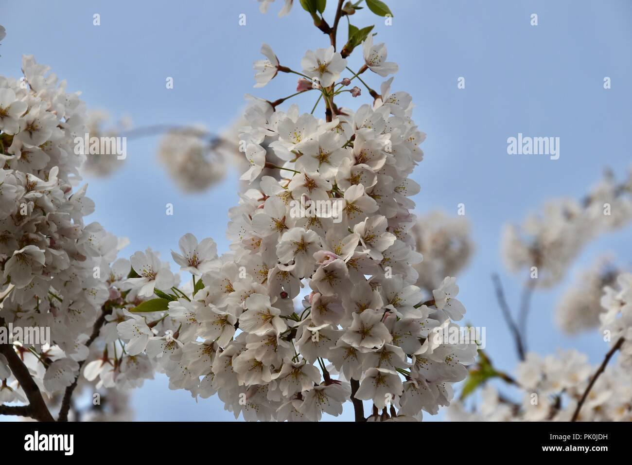 Spring Cherry Blossoms in Boston, Massachusetts, USA Stock Photo Alamy