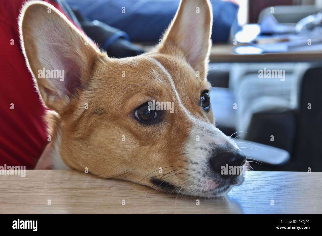 A red sable Pembroke Welsh enjoying Springtime weather Stock