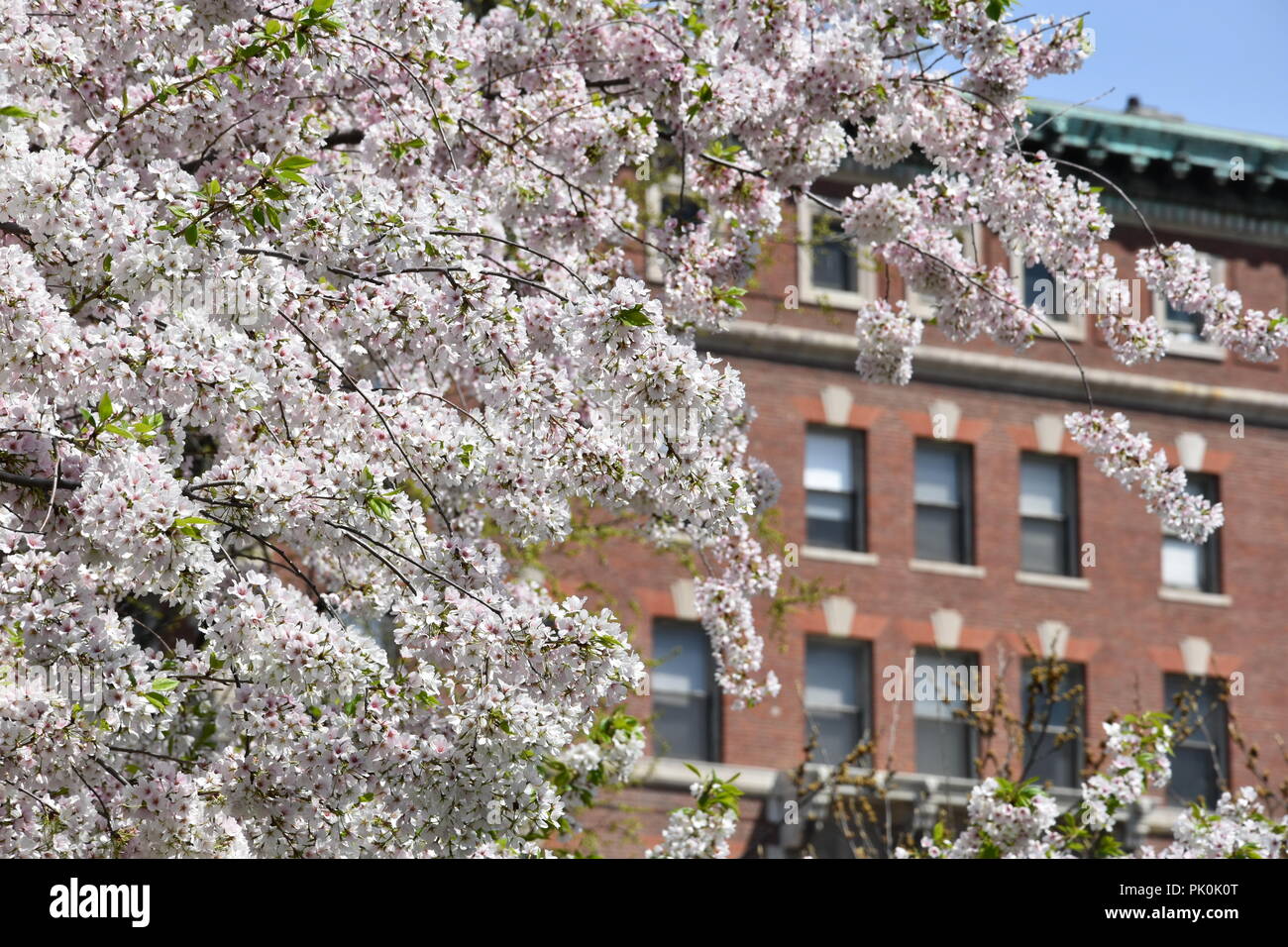 Spring Cherry Blossoms in Boston, Massachusetts, USA Stock Photo Alamy