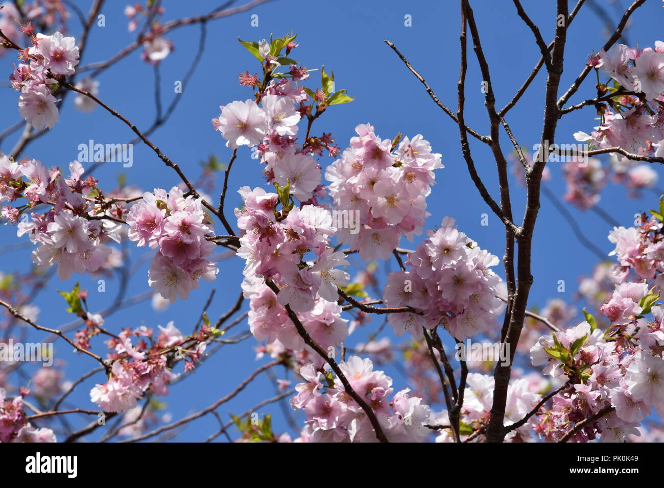 Spring Cherry Blossoms in Boston, Massachusetts, USA Stock Photo Alamy