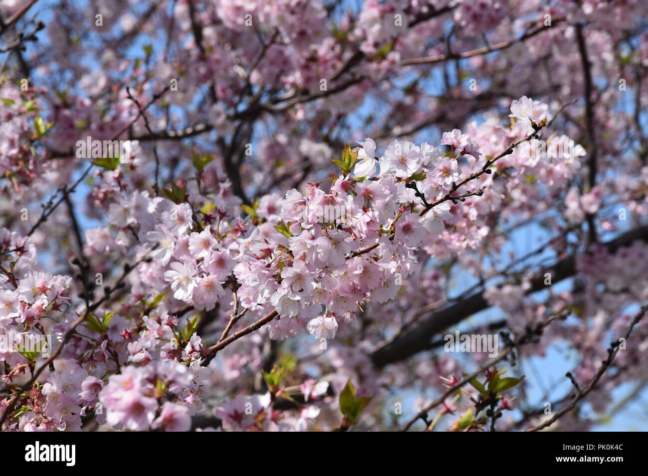 Spring Cherry Blossoms in Boston, Massachusetts, USA Stock Photo Alamy