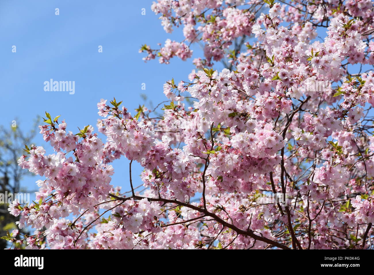 Spring Cherry Blossoms in Boston, Massachusetts, USA Stock Photo Alamy