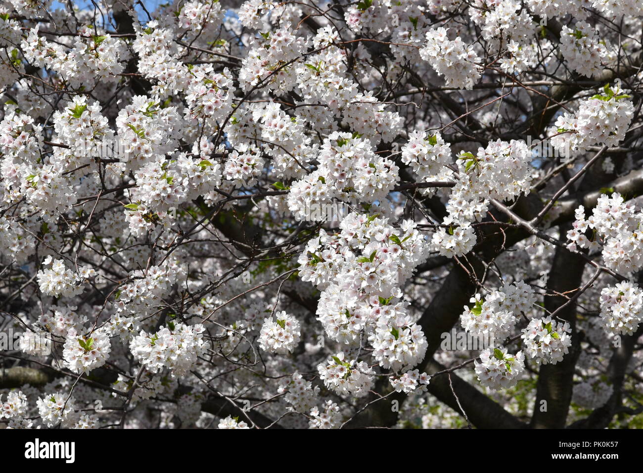 Spring Cherry Blossoms in Boston, Massachusetts, USA Stock Photo Alamy