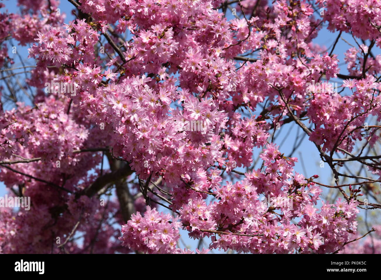Spring Cherry Blossoms in Boston, Massachusetts, USA Stock Photo Alamy