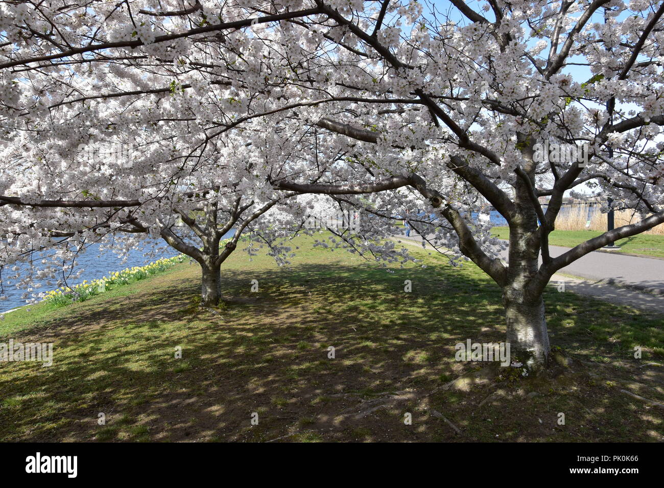 Spring Cherry Blossoms in Boston, Massachusetts, USA Stock Photo Alamy