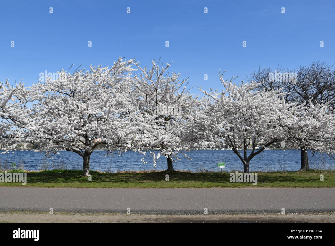 Spring Cherry Blossoms in Boston, Massachusetts, USA Stock Photo Alamy