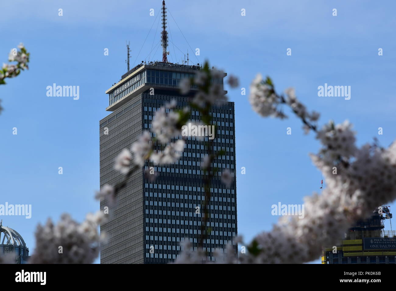 Spring Cherry Blossoms in Boston, Massachusetts, USA Stock Photo Alamy