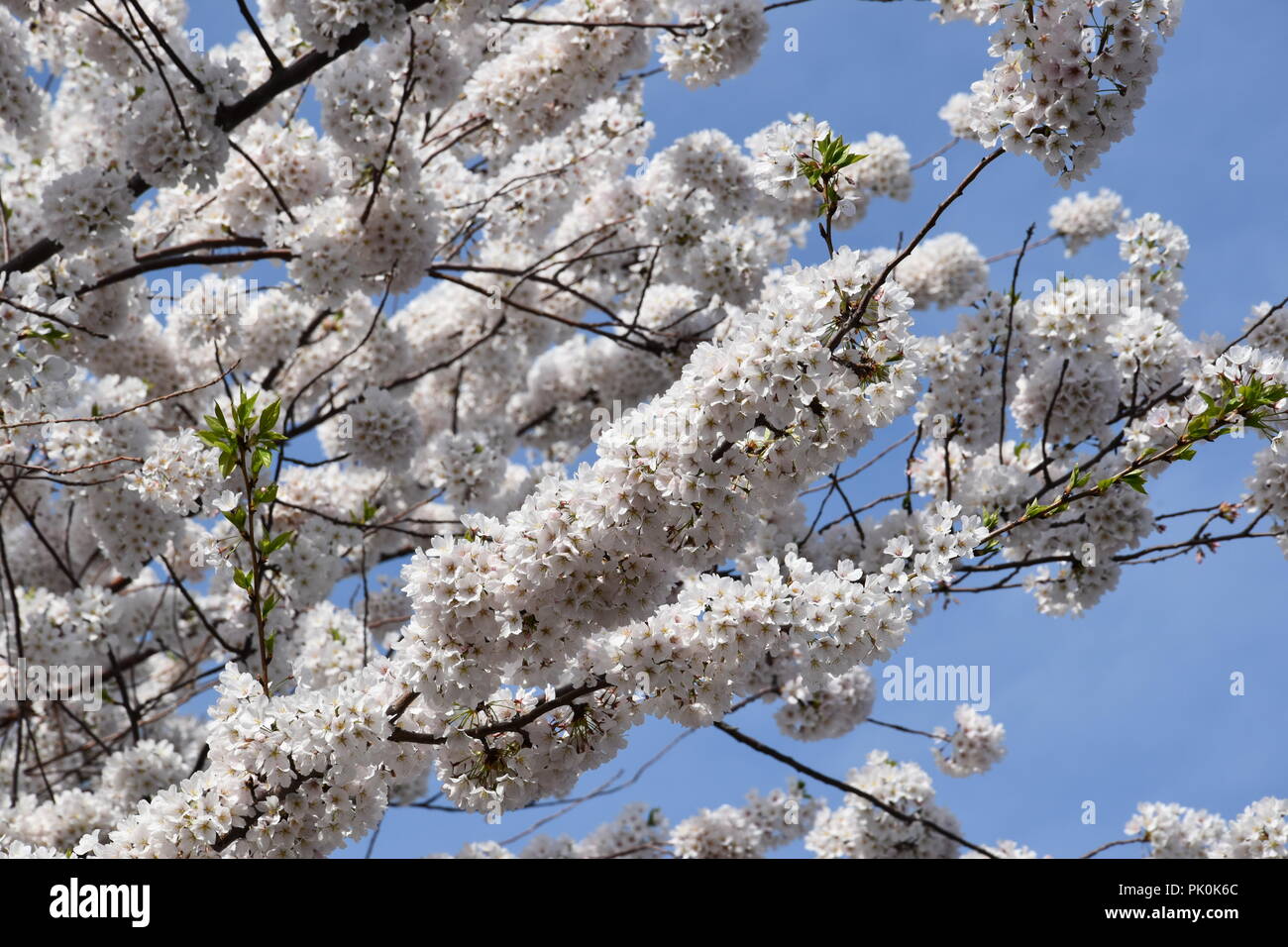 Spring Cherry Blossoms in Boston, Massachusetts, USA Stock Photo Alamy