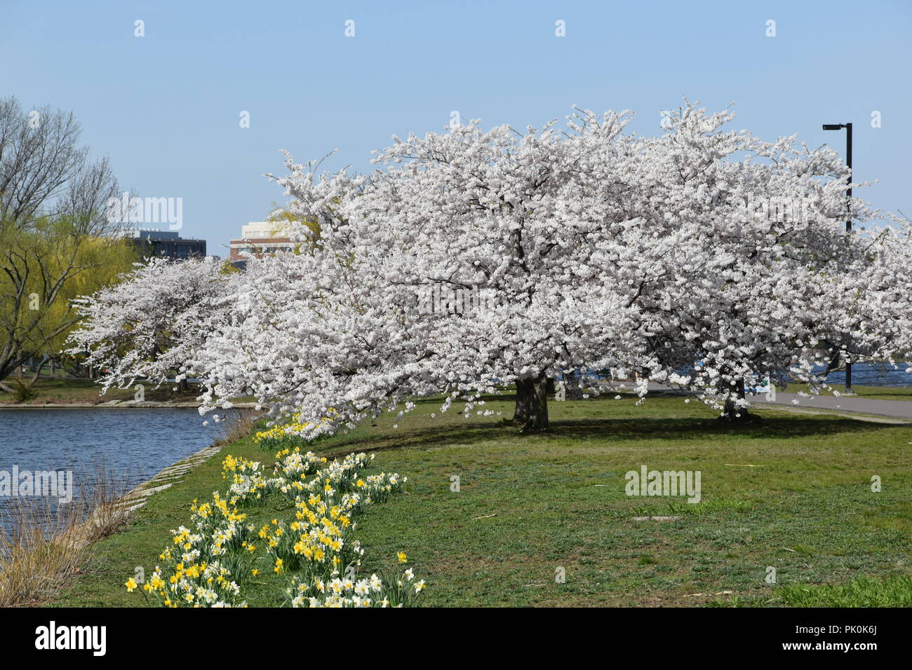 Spring Cherry Blossoms in Boston, Massachusetts, USA Stock Photo Alamy