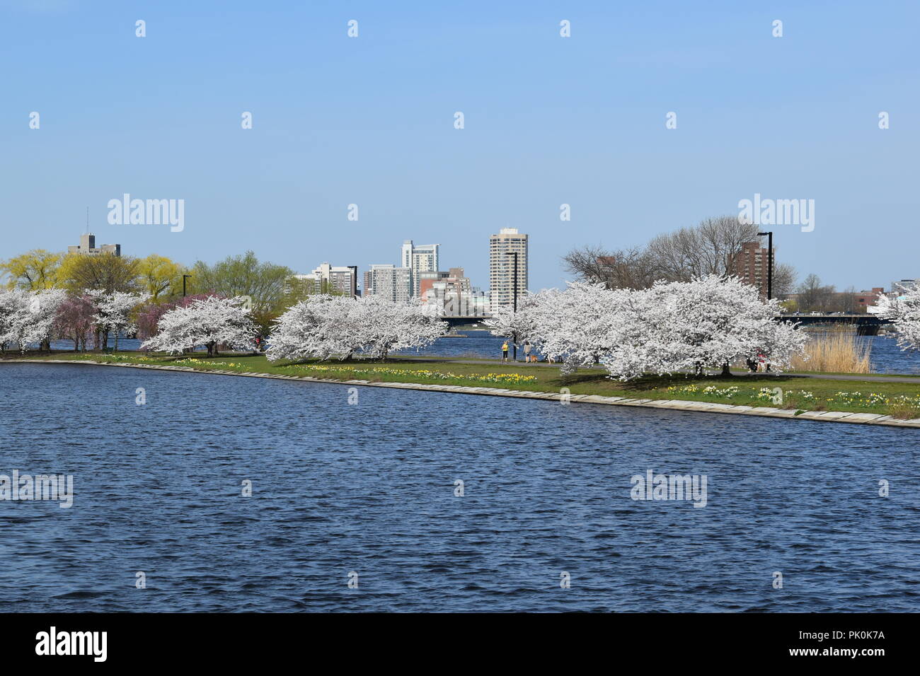 Spring Cherry Blossoms in Boston, Massachusetts, USA Stock Photo Alamy