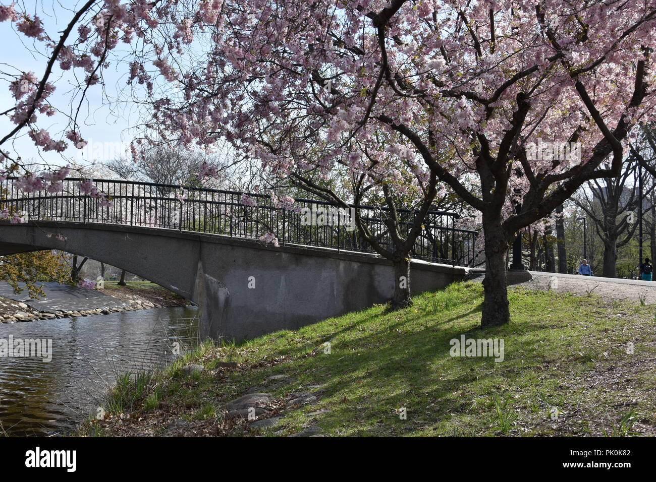 Spring Cherry Blossoms in Boston, Massachusetts, USA Stock Photo Alamy