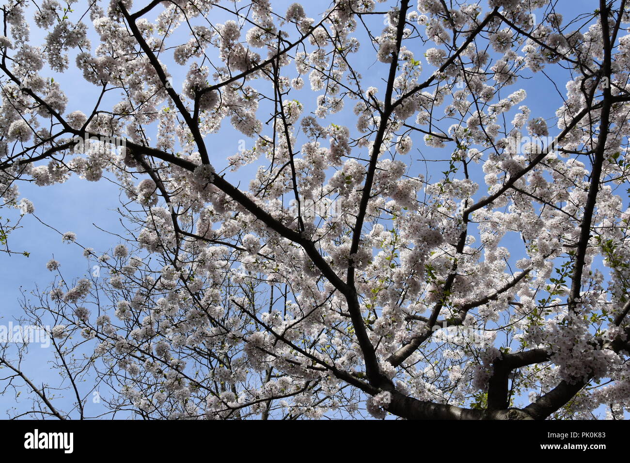 Spring Cherry Blossoms in Boston, Massachusetts, USA Stock Photo Alamy
