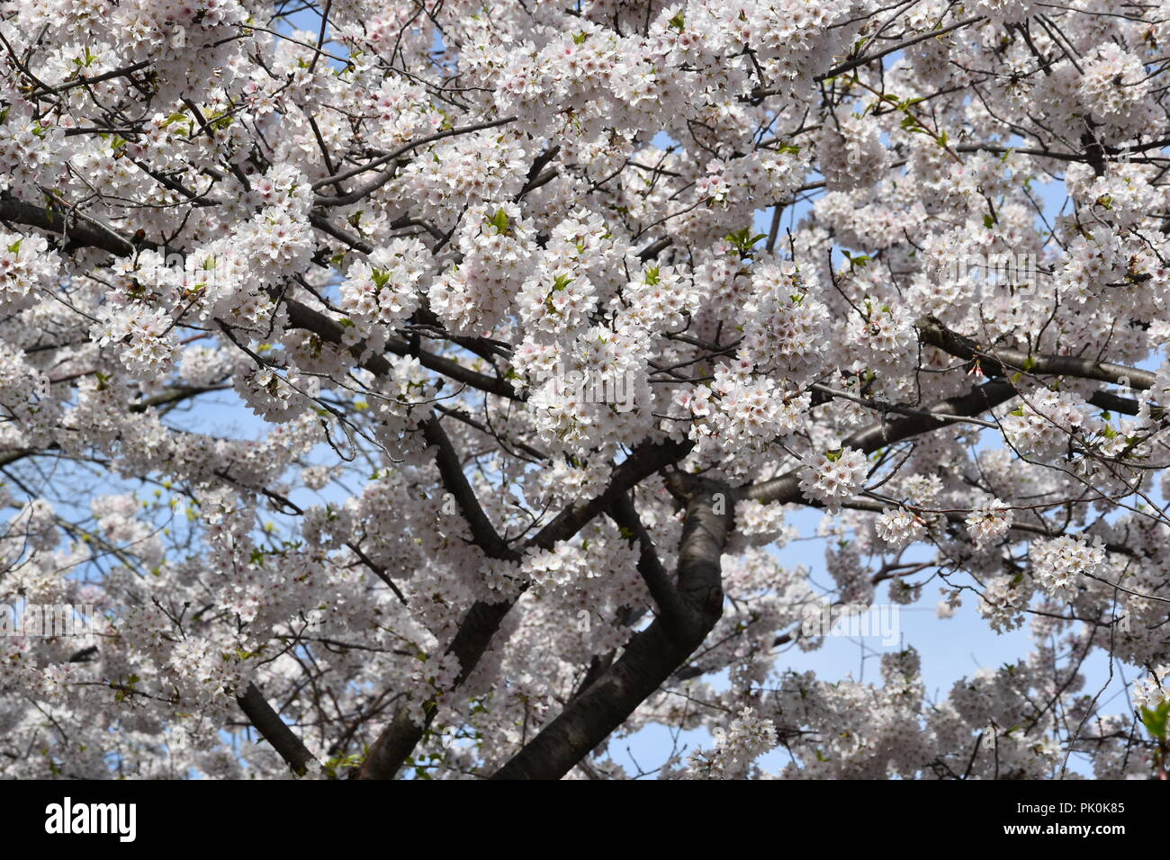 Spring Cherry Blossoms in Boston, Massachusetts, USA Stock Photo Alamy