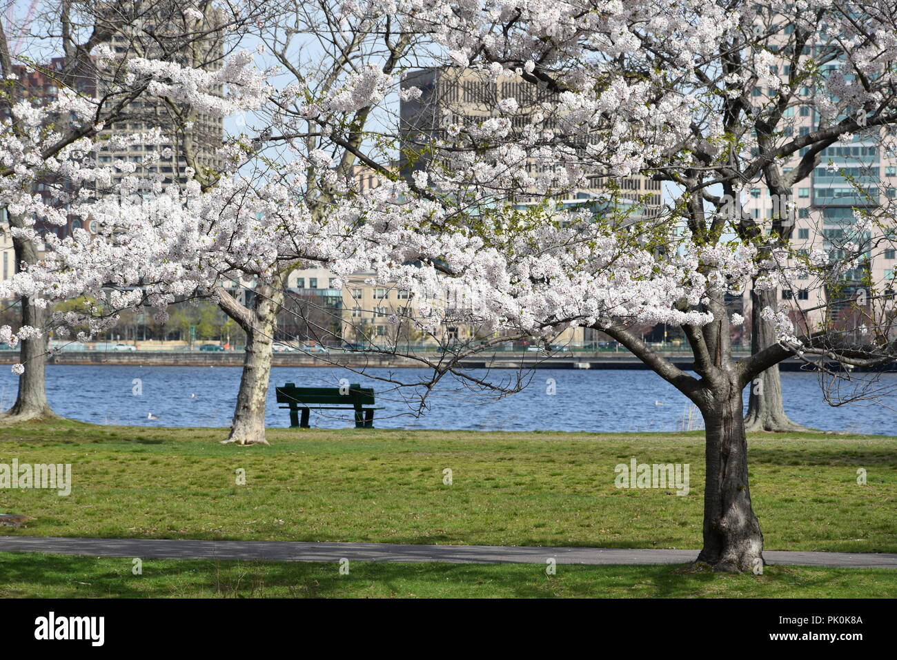 Spring Cherry Blossoms in Boston, Massachusetts, USA Stock Photo Alamy