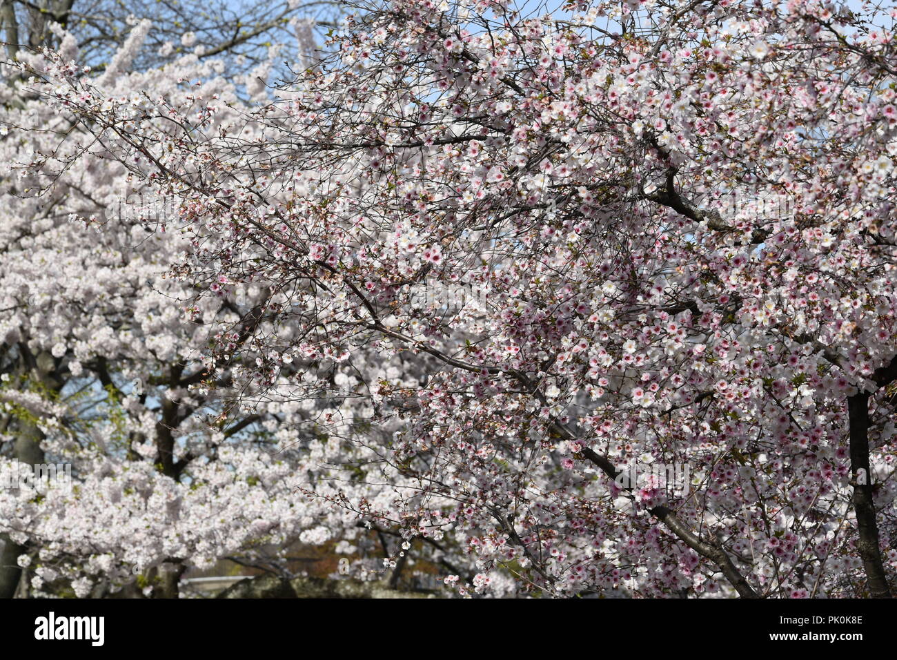 Spring Cherry Blossoms in Boston, Massachusetts, USA Stock Photo Alamy