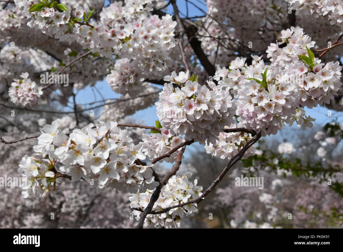Spring Cherry Blossoms in Boston, Massachusetts, USA Stock Photo Alamy