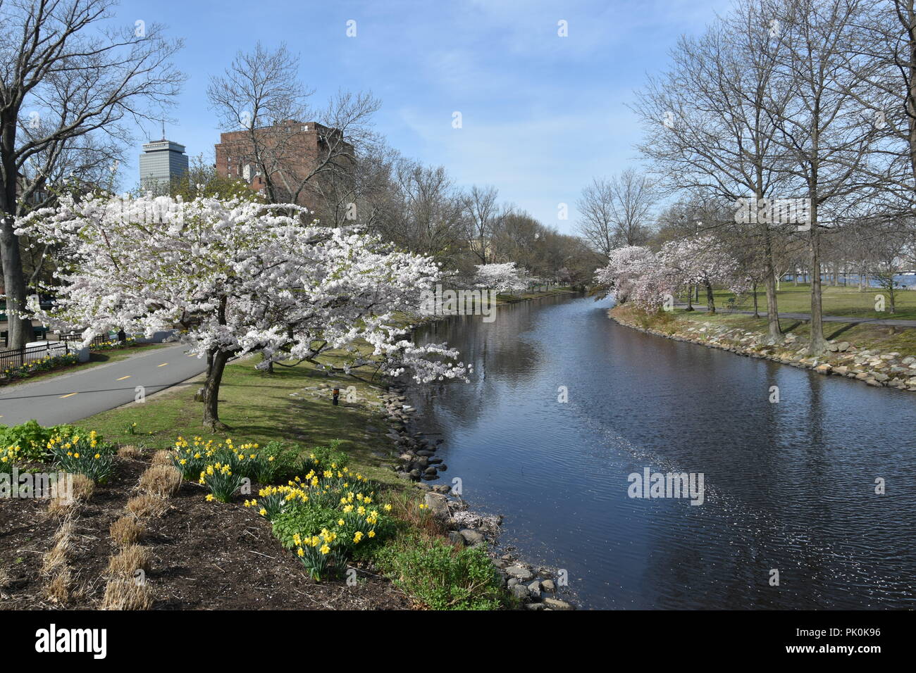 Spring Cherry Blossoms in Boston, Massachusetts, USA Stock Photo Alamy