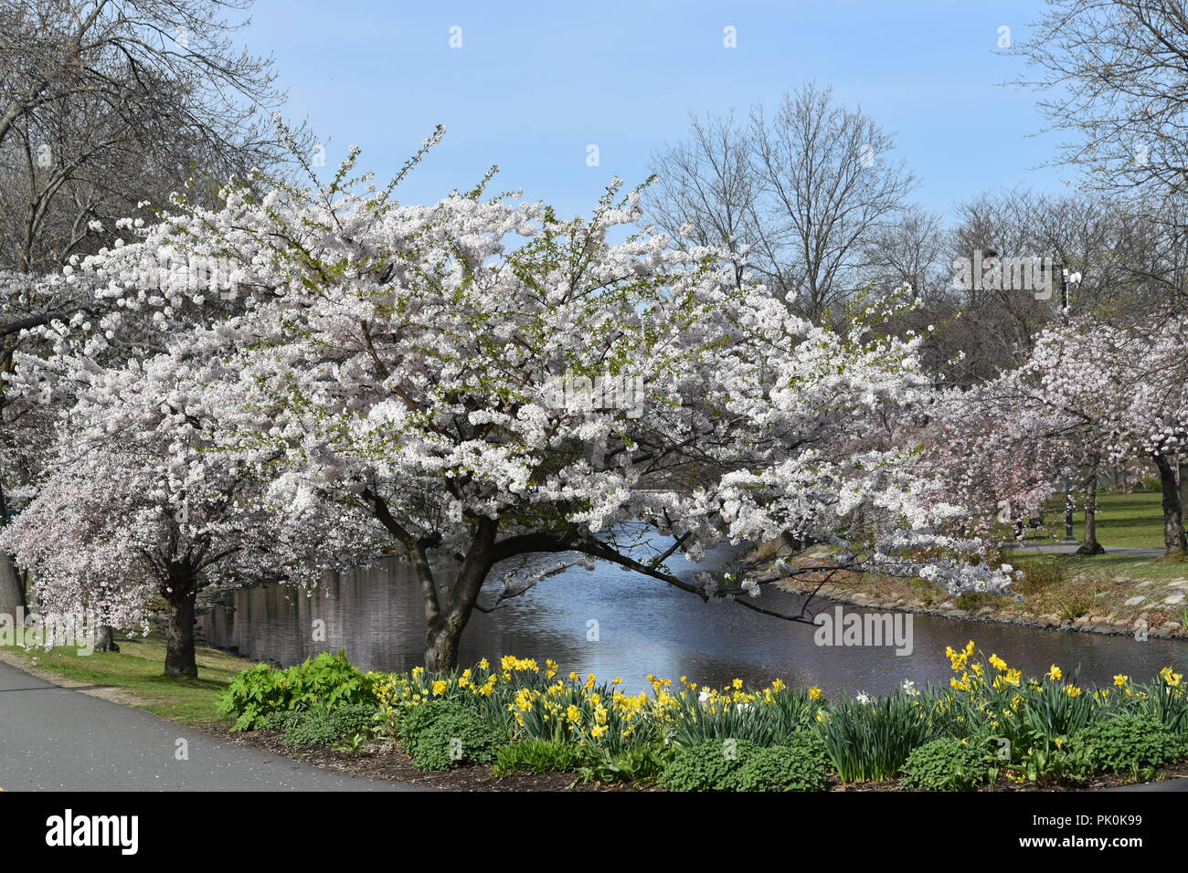 Spring Cherry Blossoms in Boston, Massachusetts, USA Stock Photo Alamy