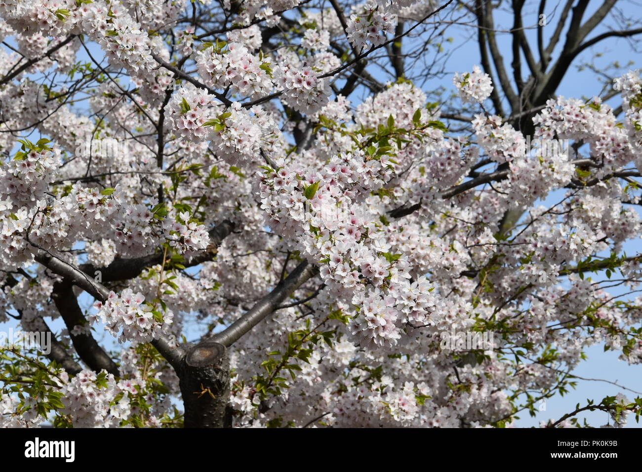Spring Cherry Blossoms in Boston, Massachusetts, USA Stock Photo Alamy
