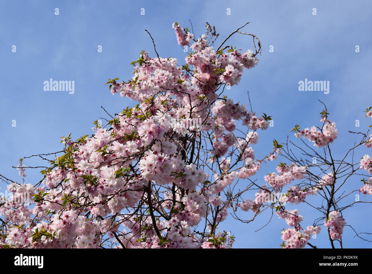 Spring Cherry Blossoms in Boston, Massachusetts, USA Stock Photo Alamy