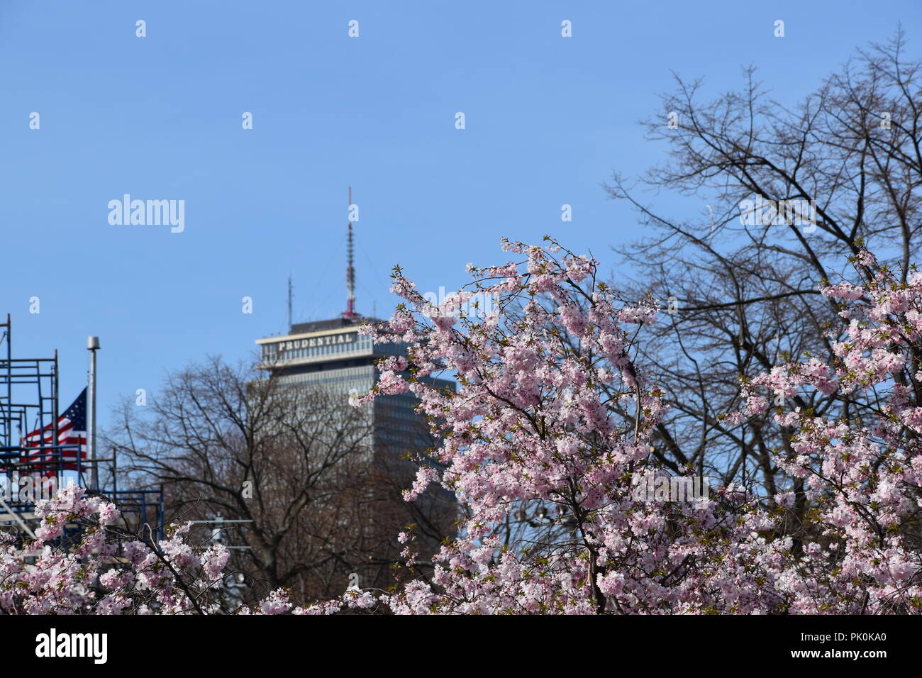 Spring Cherry Blossoms in Boston, Massachusetts, USA Stock Photo Alamy