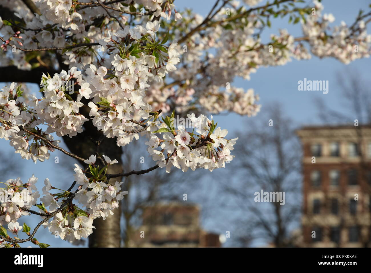 Spring Cherry Blossoms in Boston, Massachusetts, USA Stock Photo Alamy