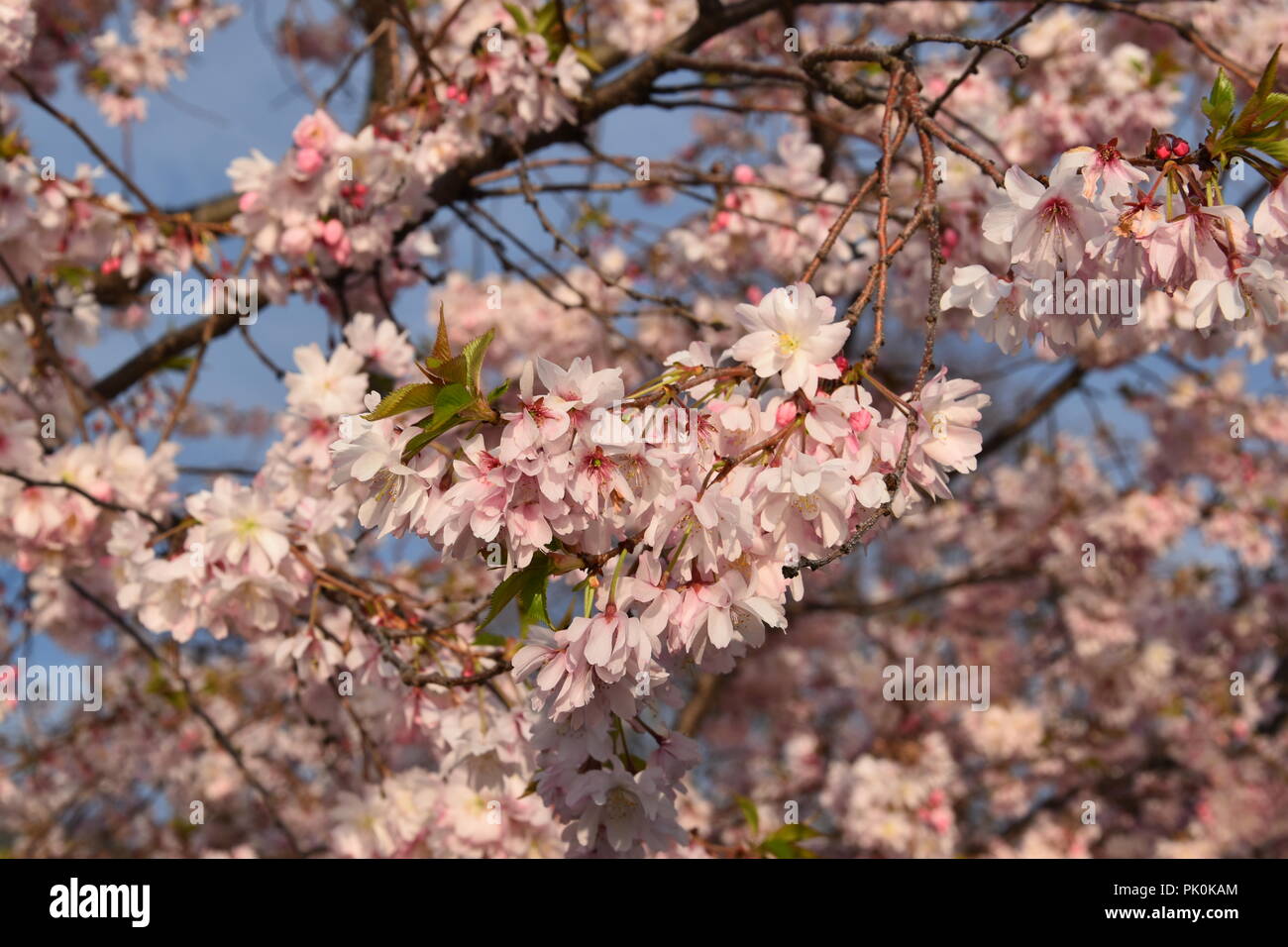 Spring Cherry Blossoms in Boston, Massachusetts, USA Stock Photo Alamy