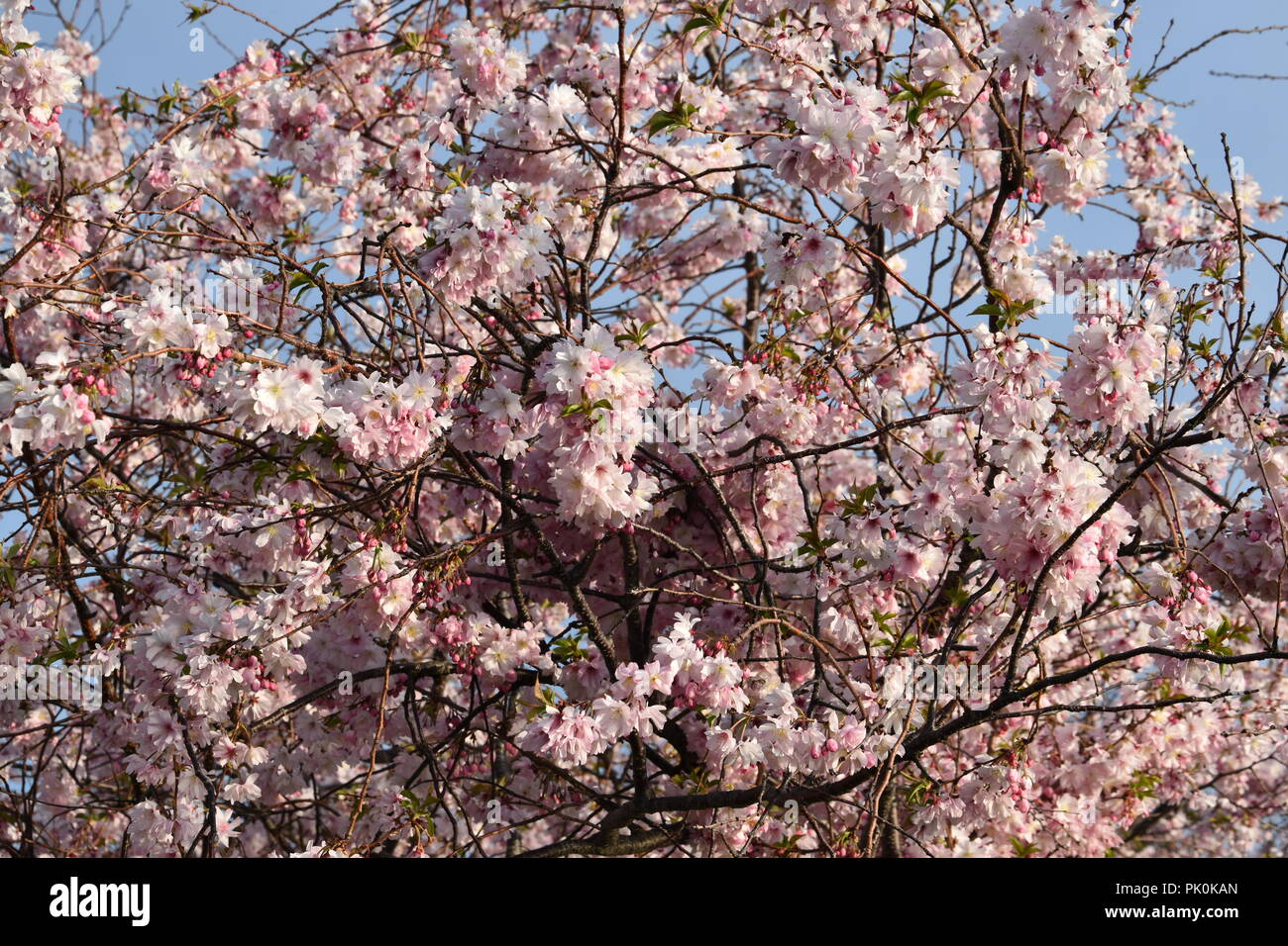 Spring Cherry Blossoms in Boston, Massachusetts, USA Stock Photo Alamy