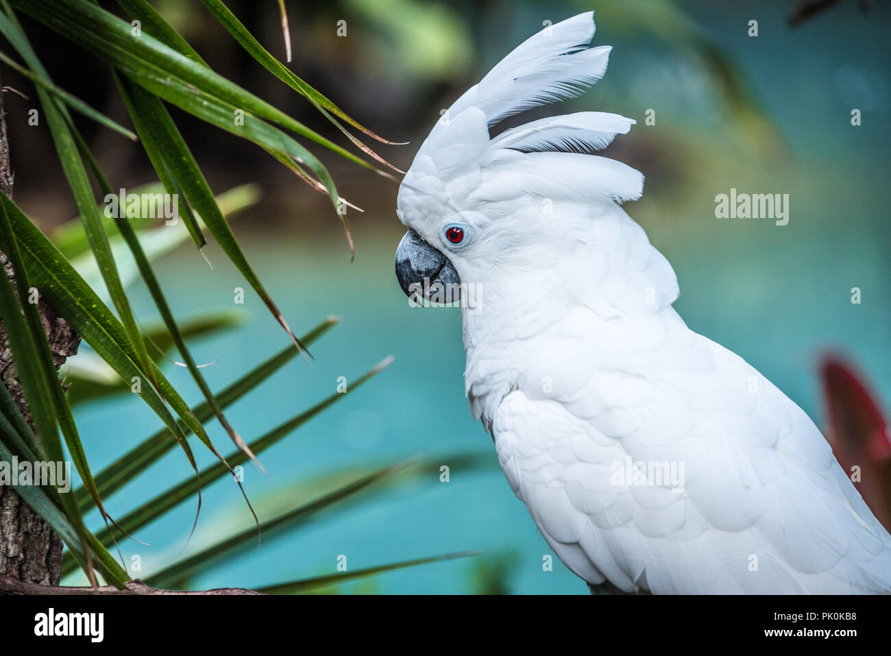 White umbrella cockatoo displaying crest feathers at St. Augustine Alligator Farm Zoological Park in St. Augustine, Florida. (USA) Stock Photo
