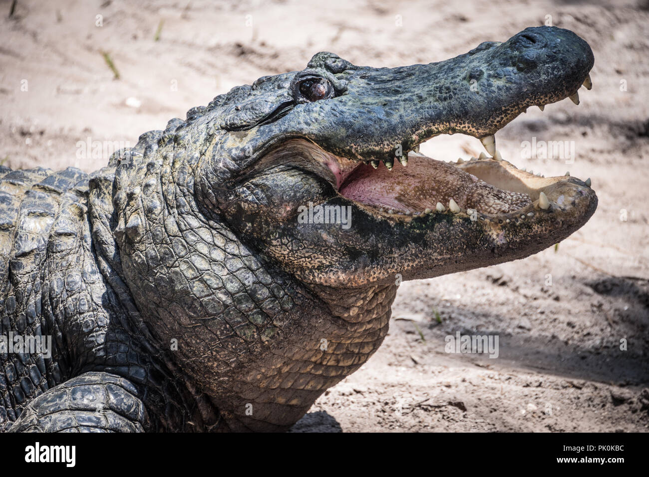 Alligator with open mouth at St. Augustine Alligator Farm Zoological Park in St. Augustine, Florida. (USA) Stock Photo