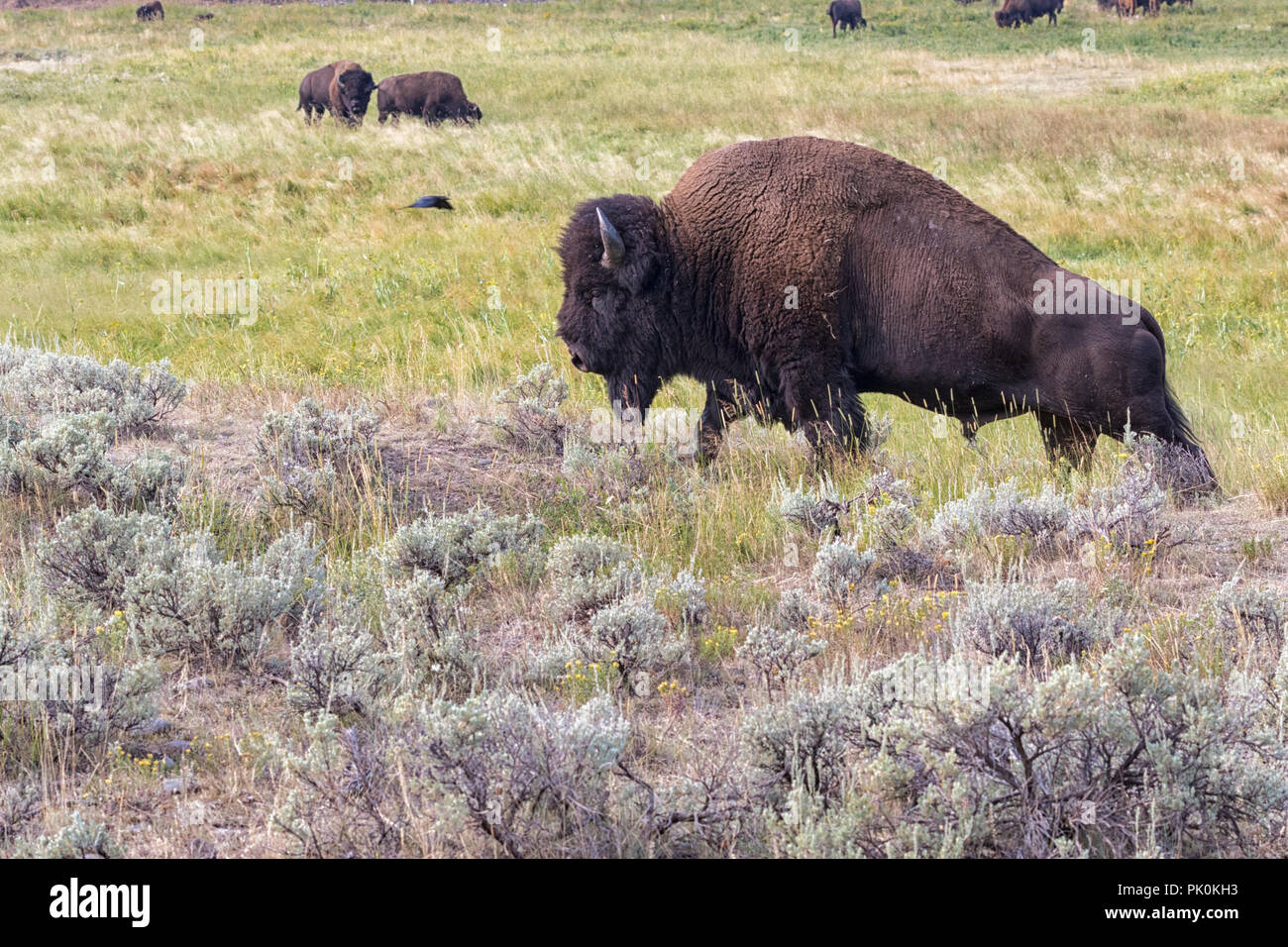 American buffalo (Bison bison Stock Photo Alamy