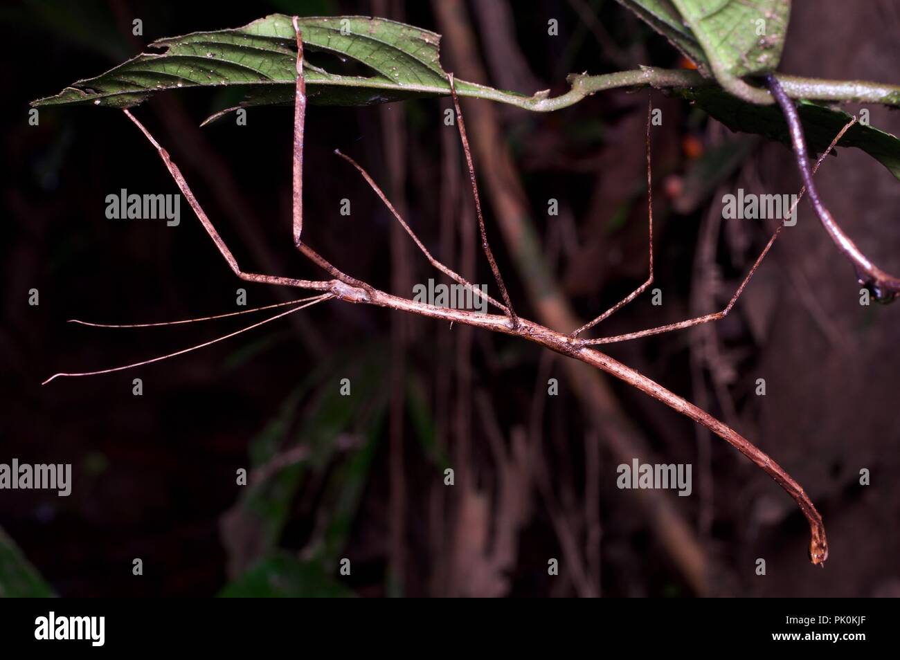 A phasmid (stick insect) in the rainforest at night in Gunung Mulu National Park, Sarawak, East Malaysia, Borneo Stock Photo