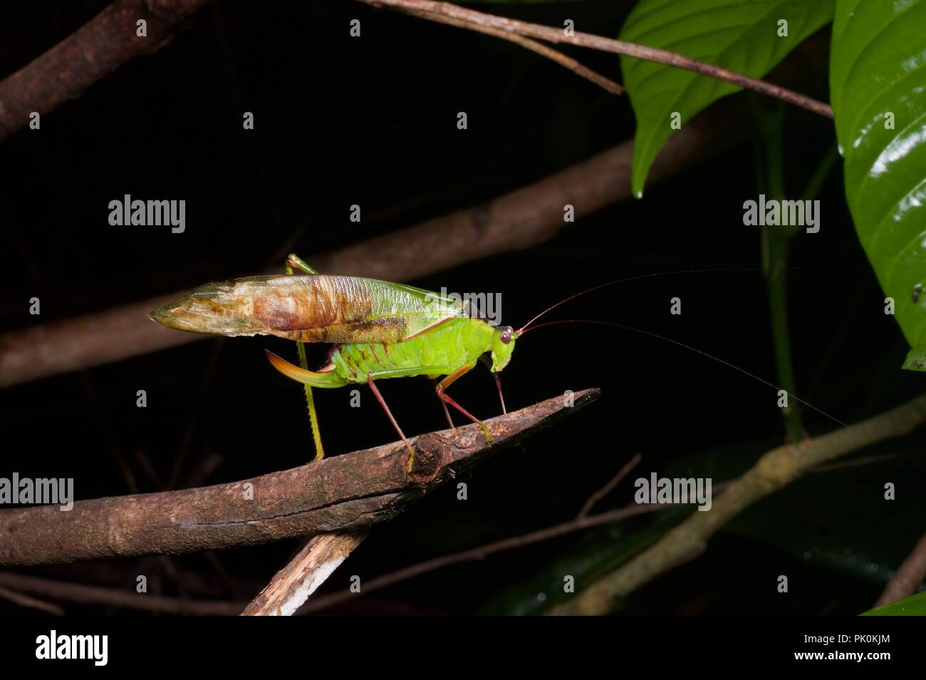 A green and brown leaf-mimic katydid in the rainforest at night in Gunung Mulu National Park, Sarawak, East Malaysia, Borneo Stock Photo
