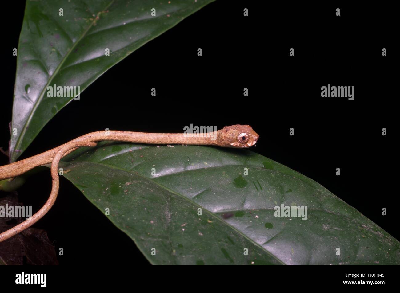 A Blunt-headed Snail-eating Snake (Aplopeltura boa) at night in Gunung Mulu National Park, Sarawak, East Malaysia, Borneo Stock Photo