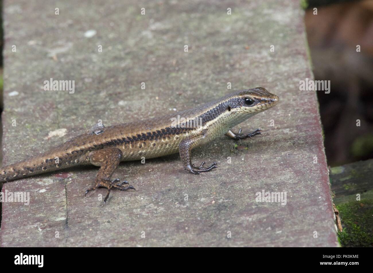 A Rough-scaled Brown Skink (Eutropis rudis) on a paved path in Gunung Mulu National Park, Sarawak, East Malaysia, Borneo Stock Photo