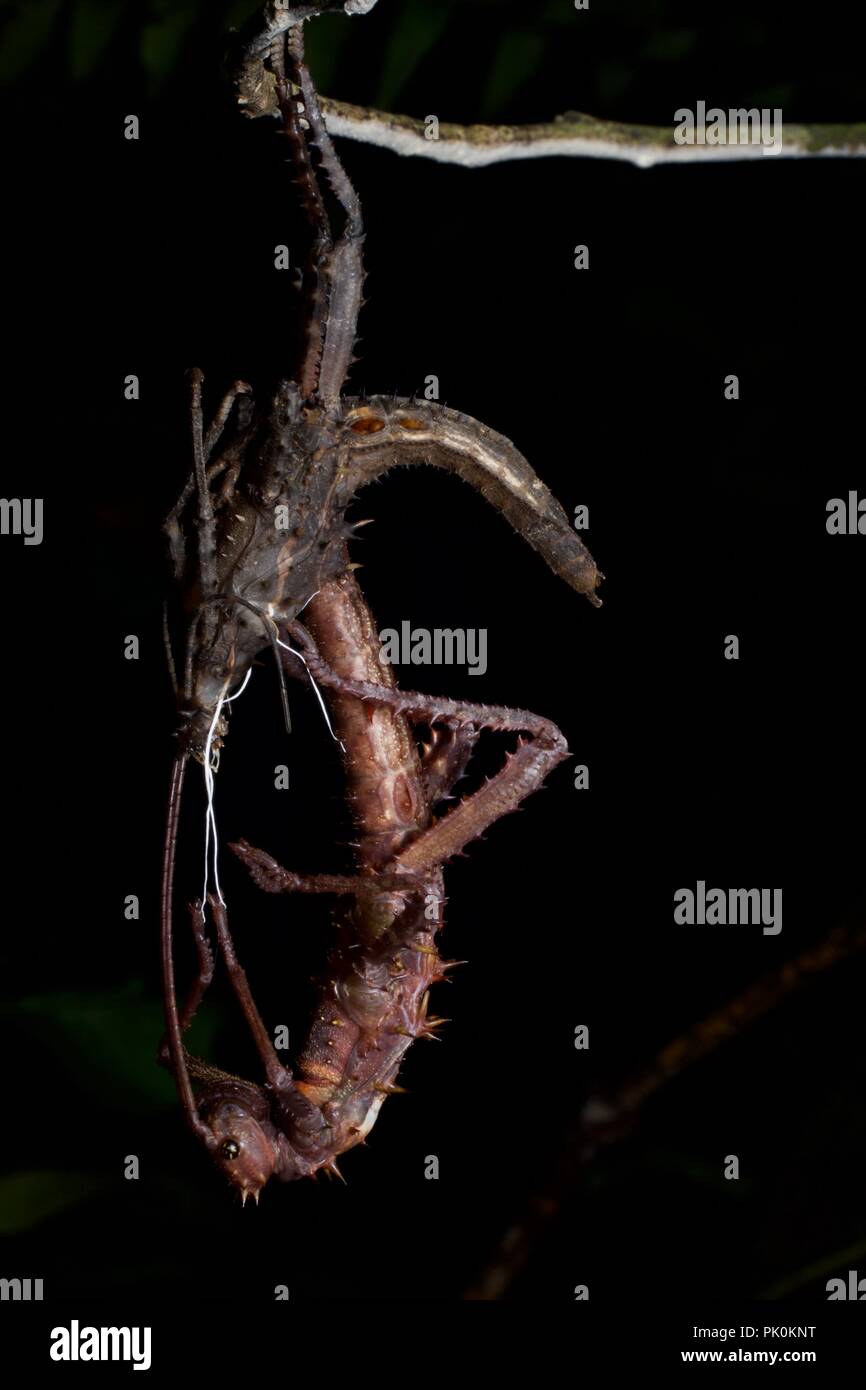 A phasmid (stick insect) in the rainforest at night in Gunung Mulu National Park, Sarawak, East Malaysia, Borneo Stock Photo