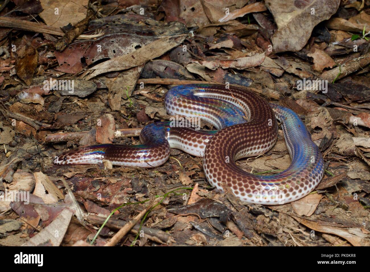 Xenopeltidae hi-res stock photography and images - Alamy