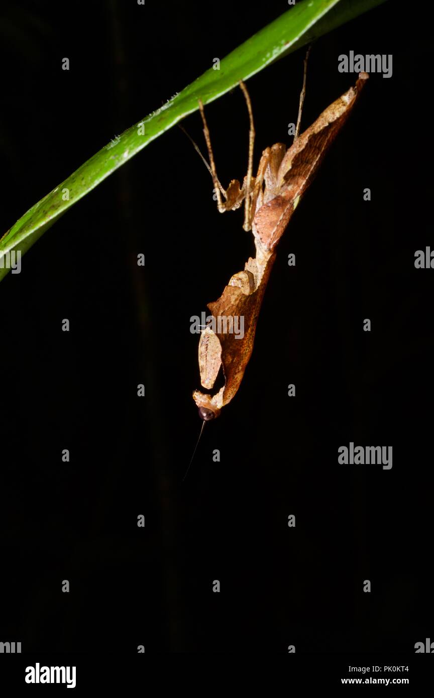 A camouflaged Dead Leaf Mantis (Deroplatys desiccata) hanging from a leaf in Gunung Mulu National Park, Sarawak, East Malaysia, Borneo Stock Photo